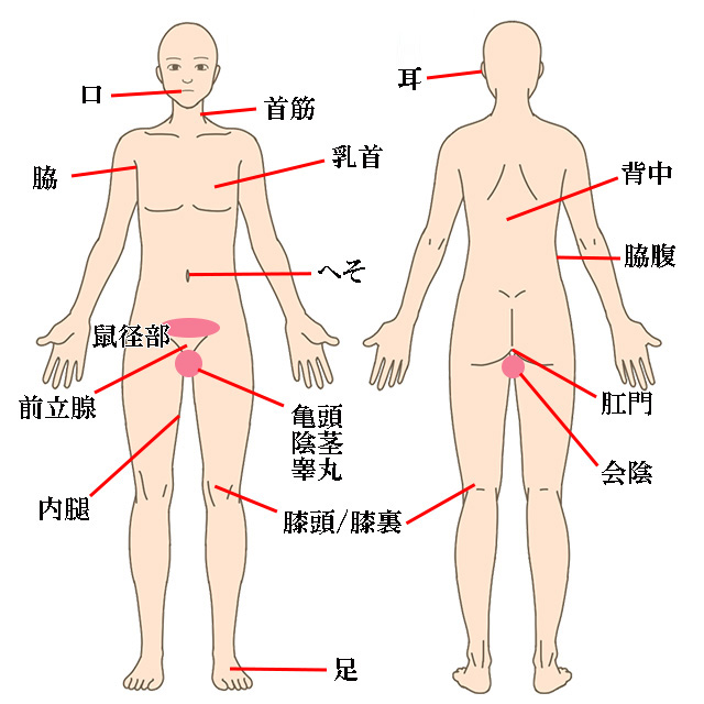 性感帯とは？男性と女性で違う全身の探し方と開発方法の種類を解説｜風じゃマガジン