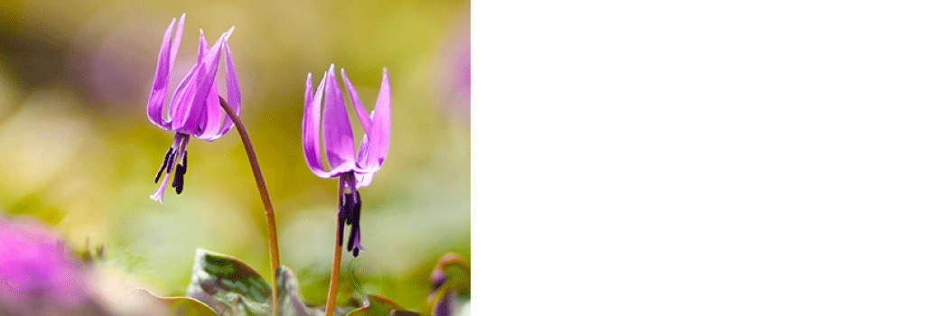愛してる」って言えますか？ 「恋」と「愛」の違いを国語学者がフカボリ解説さんたつ by 散歩の達人