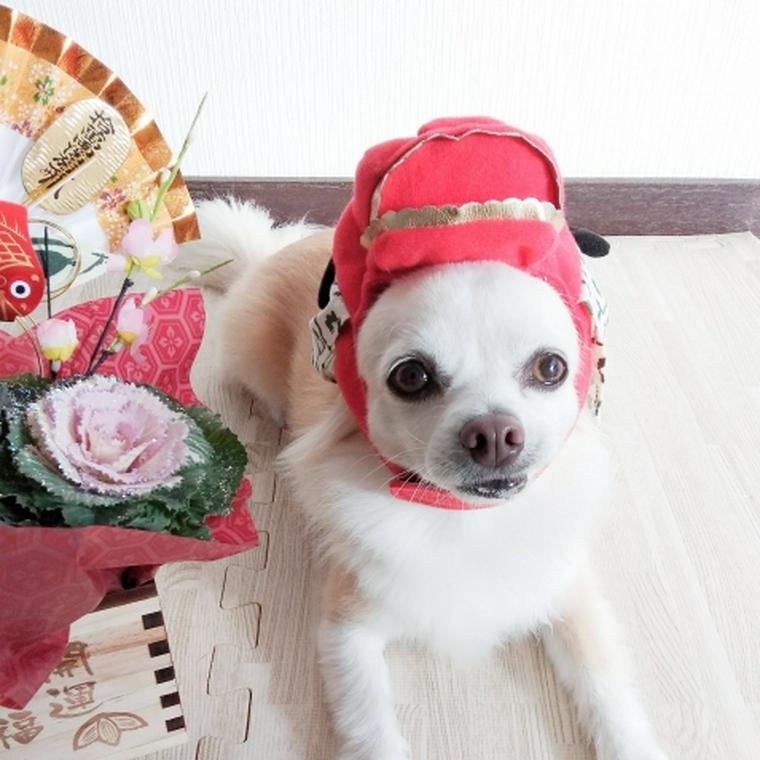 手作り犬用おせちを作ったら爆食してくれましたアラサー独身女×大型犬のお正月