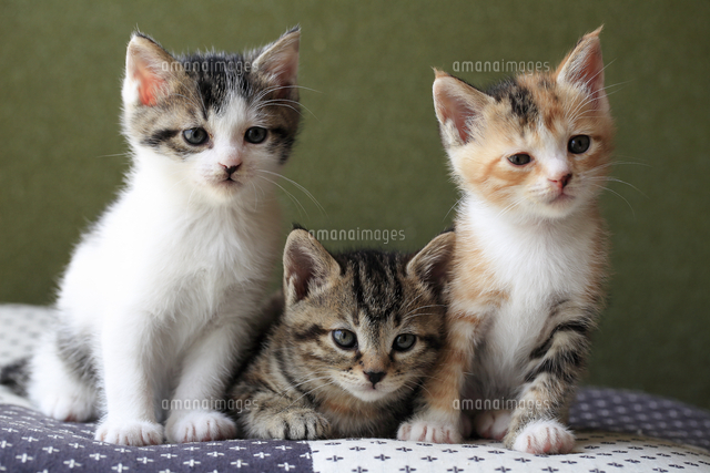 子供 英語教育用 英語絵本 指導OXFORDREADINGTREE - メルカリ