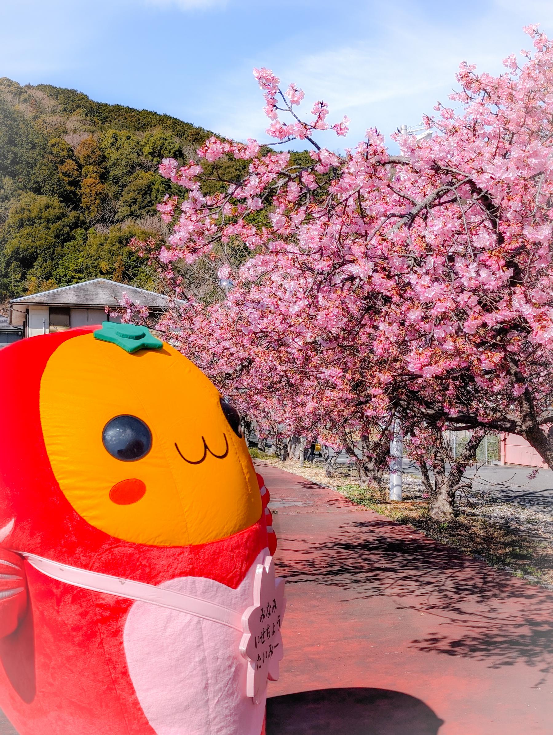河津桜が見られる全国の人気桜名所おすすめ15選 - ウォーカープラス