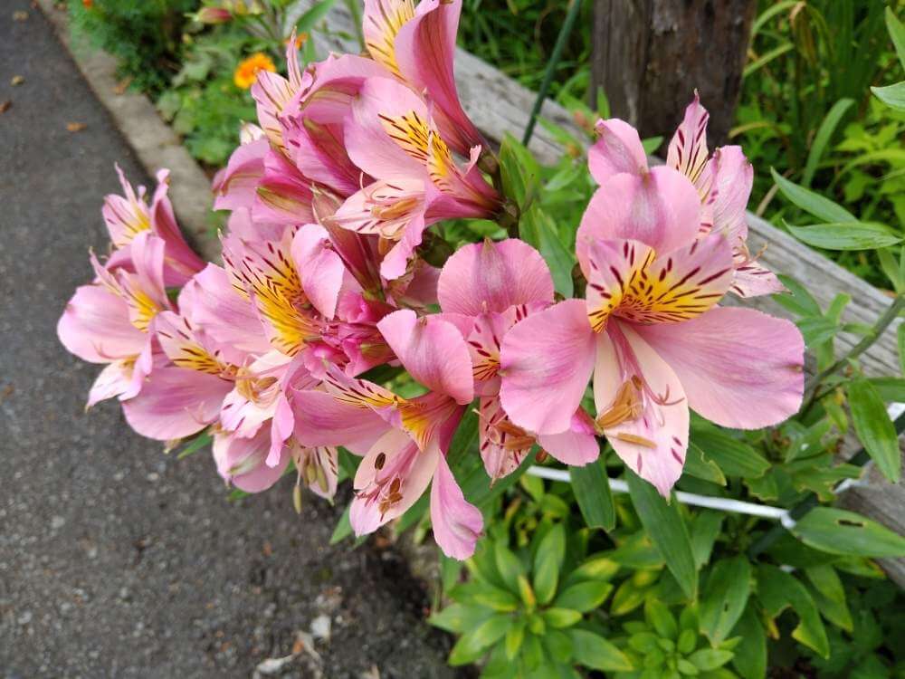 4月18日の誕生花花言葉の由来、誕生日の有名人、何の日かも解説HanaSaku