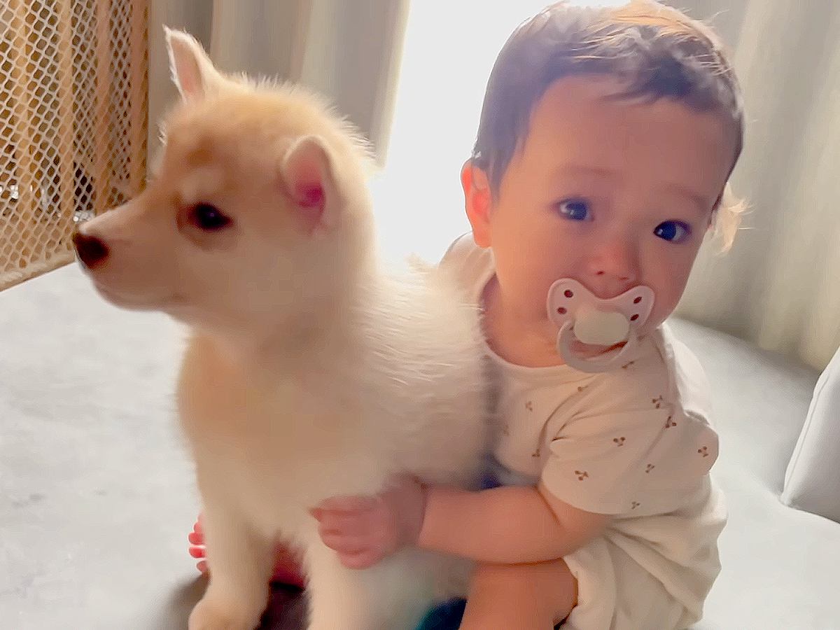 愛らしい青い目のポンスキー子犬。ポムスキーは、シベリアンハスキーとポメラニアンの混合物である人工品種ですの写真素材・画像素材 Image156876746