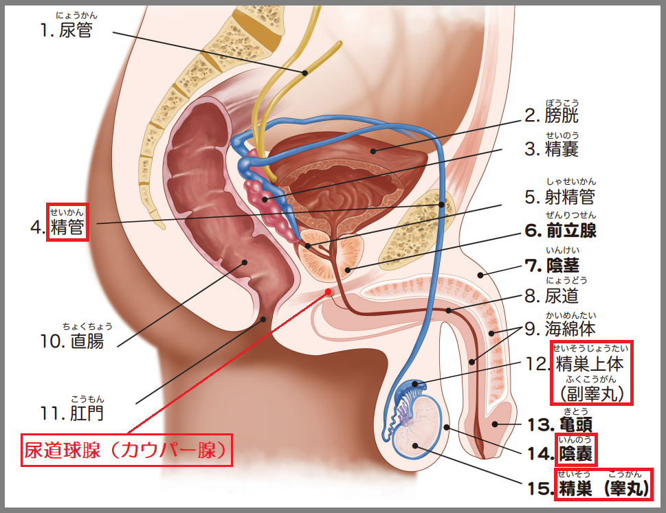 食べ物で女の子の産み分けはできるの？ | 三軒茶屋ARTレディースクリニック