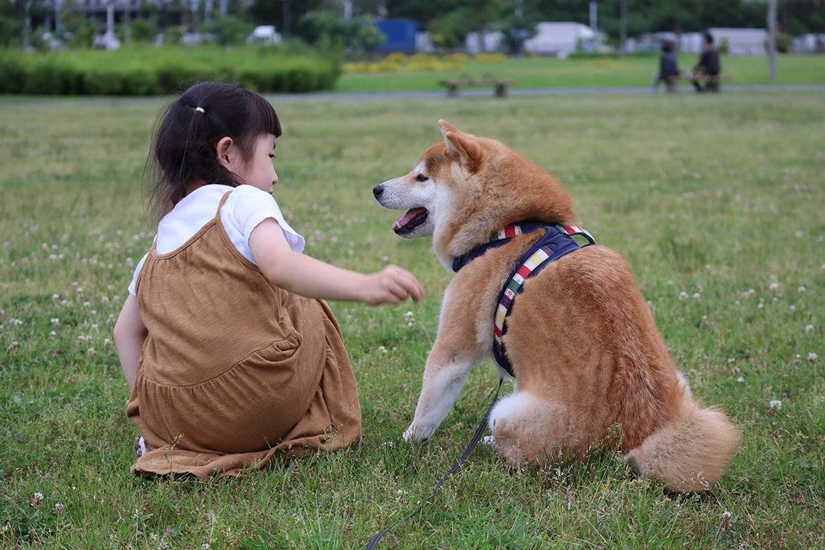 幸せな光景すぎて涙」赤ちゃんと初対面した犬2匹の反応が尊い 今はどう過ごしている？飼い主にその後を聞いたFNNプライムオンライン