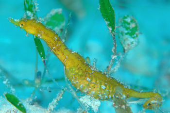 今年は辰年！ ダイビングで海のタツを見に行こう大阪梅田でダイビングライセンス取得するならダイビングクラブシーベル