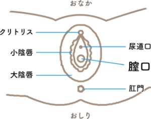 タンポンってどんなもの？（どこに入れるの？） | ソフィ ソフトタンポン-生理用品のソフィ-生理用品のソフィ