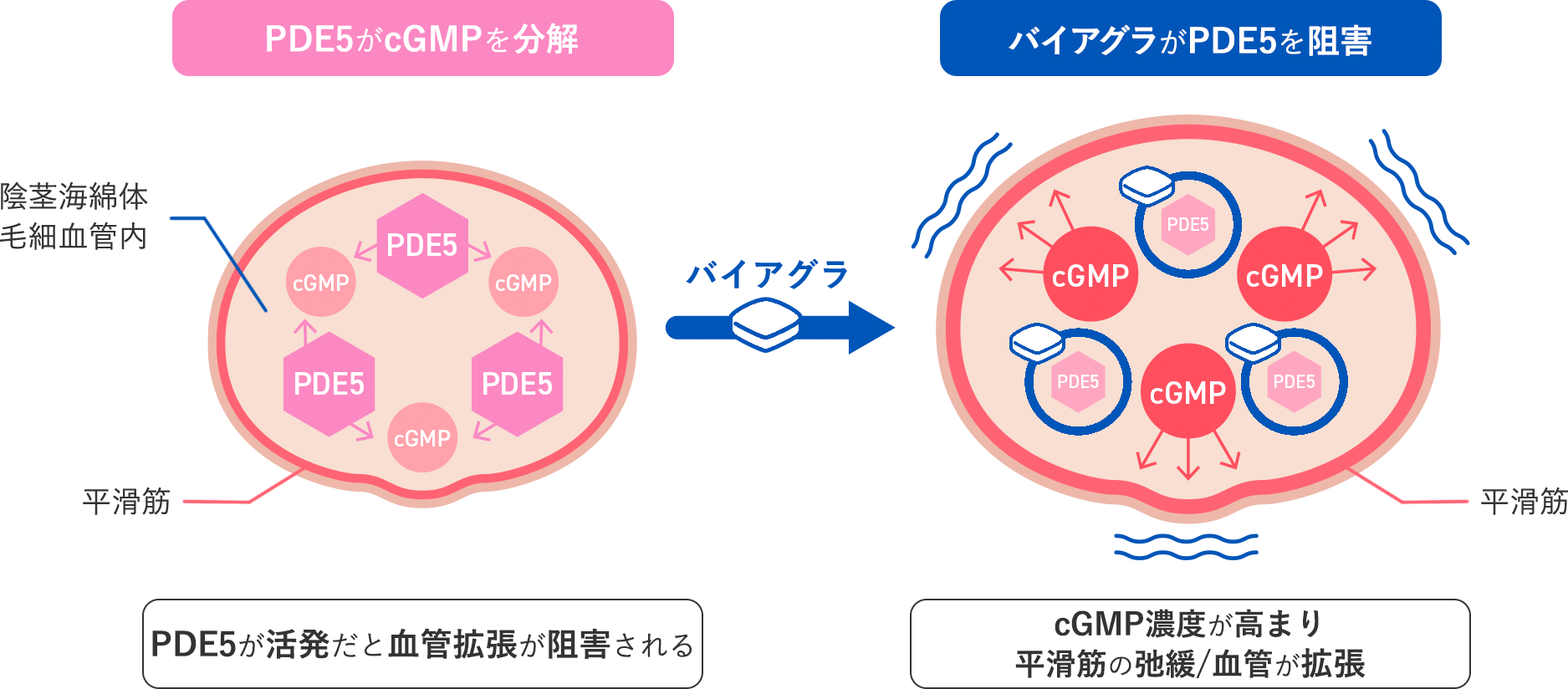 プリリジーとは？早漏治療薬とED治療薬の併用効果を徹底解説 | ED治療・早漏治療・AGA治療ならユニティクリニック（ユナイテッドクリニックグループ）