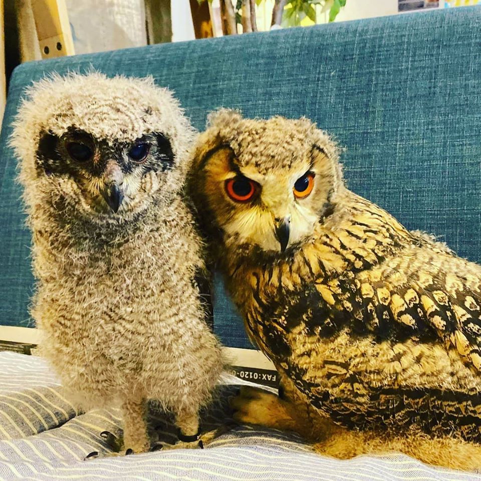 枝にぶら下がっている２匹の赤ちゃん フクロウ 像 置物 ガーデニング 庭 Owl : B&E ZIPANG - 通販 - Yahoo!ショッピング