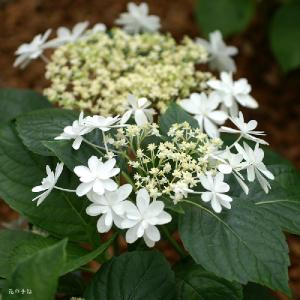 ウェディングの花飾りに「アジサイ」はタブー？花嫁ライブラリ