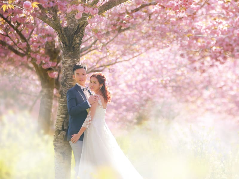 大阪の桜前撮りフォトウェディング 公式 WEDDING AVENUE