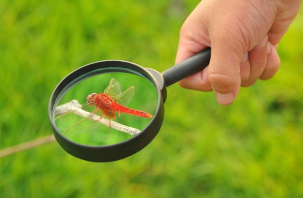 動画付き 保育園で使える！立体的なトンボの製作♪チルコレ