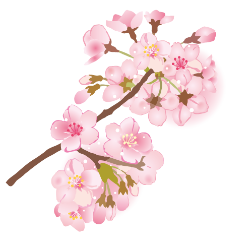 桜、さくら、サクラ、花、植物、自然、エコロジー、春、季節、入学式、卒業式、リアル - イラスト作品紹介イラスト＆写真のストックフォトwaha ワーハ