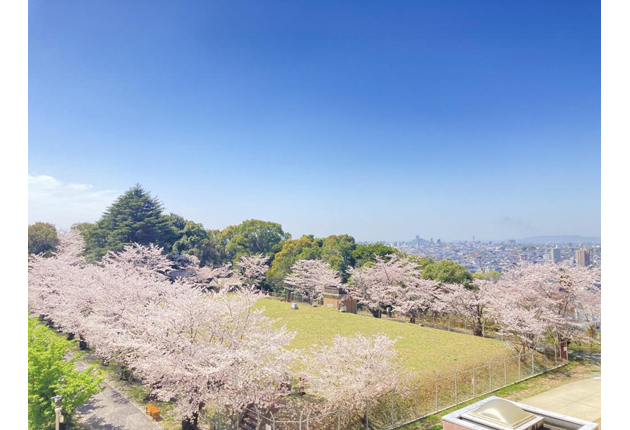 豊橋公園の花見・桜情報【2024】｜ウェザーニュース