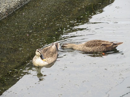 個人夫婦投稿動画 search xvideos.com - 夫婦 営み 無料 動画