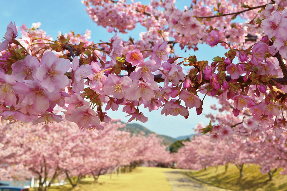 2025早春の三浦半島 河津桜お花見スポット7選三浦・横須賀・逗子・鎌倉