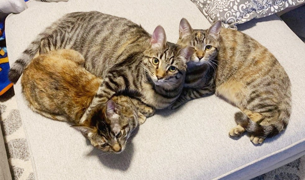 ２０１８仲良しで賞 保護猫の兄弟「ドリーとテリー」「犬や猫ともっと幸せに」をコンセプトにしたWEBメディア「sippo」