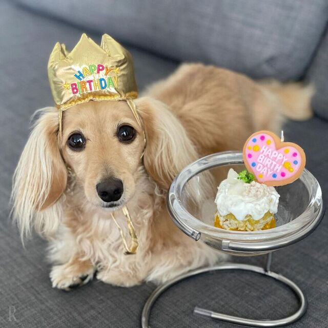 編集部厳選 愛犬も犬友達も喜ぶプレゼント25選！人気のブランドからおやつやおもちゃなどを紹介ペトコト PETOKOTO