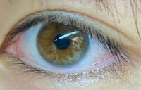 ハーフやミックスの子供、目の色はどうなる？国際結婚子育て情報シェアし隊