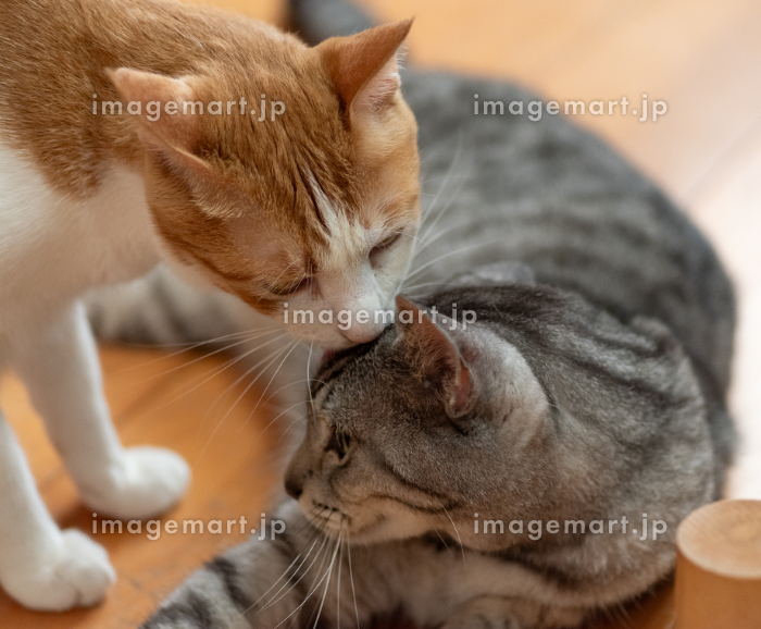 仲良し イラスト」の7.7万点のロイヤリティフリー画像、写真素材、絵Shutterstock