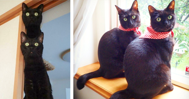 きょうだい？友だち？なかよし猫たちの「ツーショット」世界グランプリ 互いに慕いあう姿は美しく、そしてほほえましい 1 5JBpressジェイビープレス