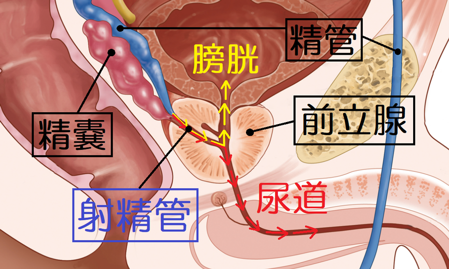 潜入、催眠学園 ～淫らな行為が常識となった学園生活 - 第六猟兵 -