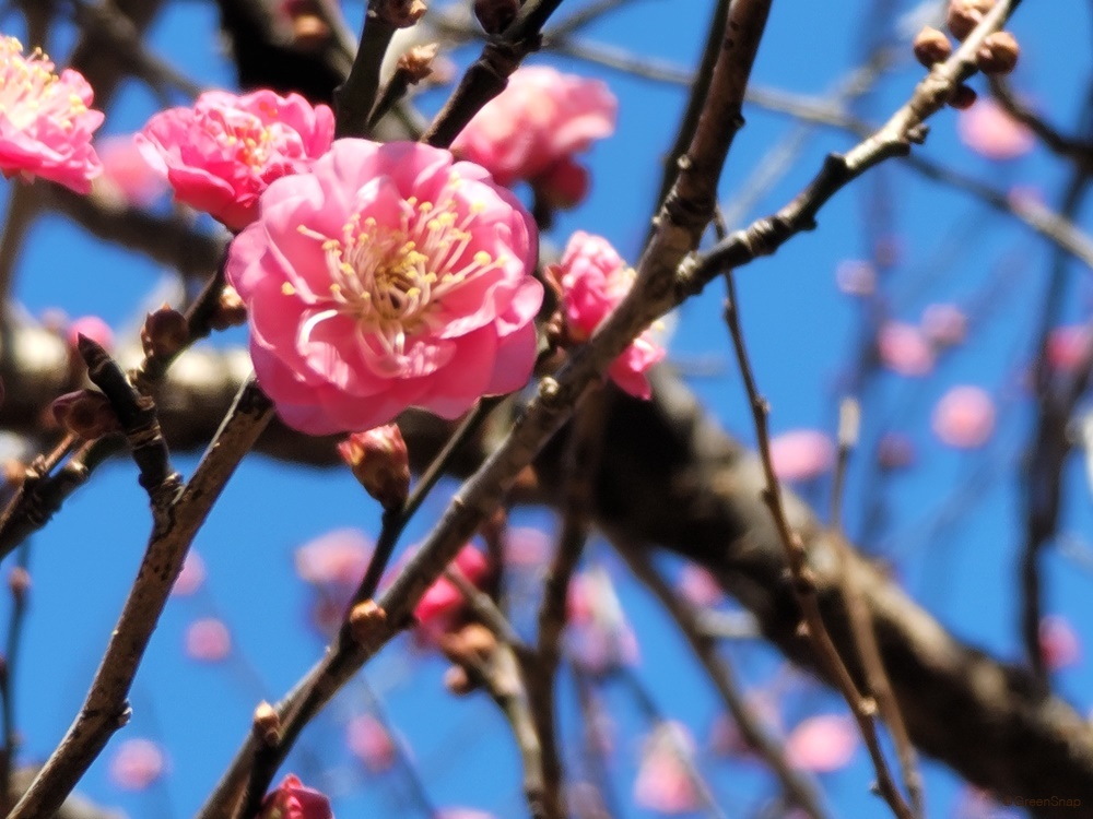 ハナウメ 花梅寒紅梅 かんこうばい 地掘大苗 - 記念樹・果樹苗・大苗・苗木販売の隅田農園@京都亀岡