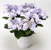 生花 秋色アジサイを使ったナチュラルブーケ結婚式 フラワー 生花 ブーケ ブートニア– 結婚式準備サイトCORDY コーディ