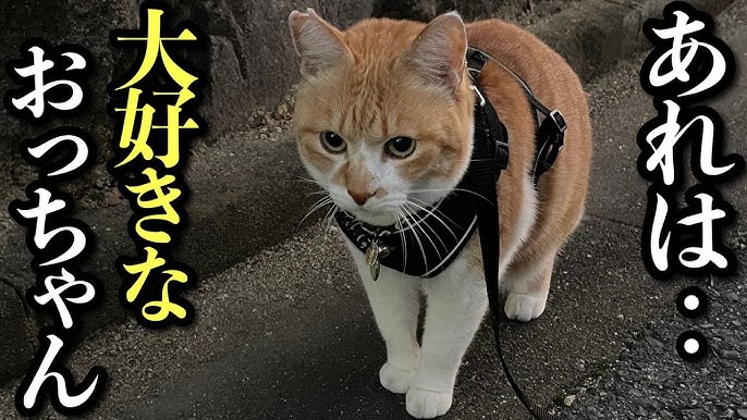 装いと政治❣️政治アナリスト💙チャオによる日本初❣️女性総理誕生で空前の高市早苗新総裁のファッションに大注目❣️ サナエブルー🩵高市早苗政治アナリスト❤️政局ウォッチNOW❤チャオ❤️選挙情勢分析研究所❤️