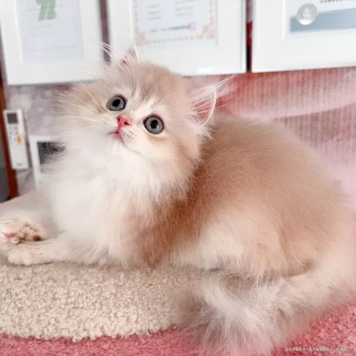 誕生日 バンビ 3歳 イエロー 飾り 数字 女の子 男の子