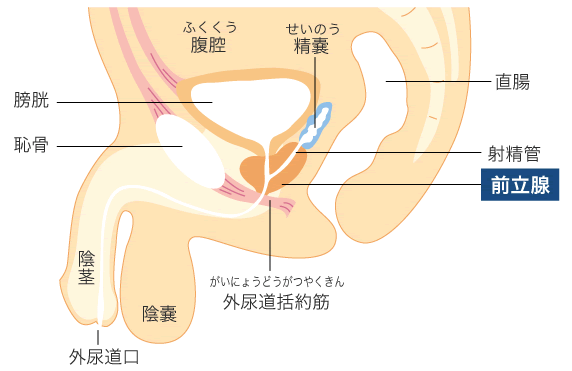 女性はオナニーしている？ イクためのやり方・グッズも紹介【医師監修】 ｜