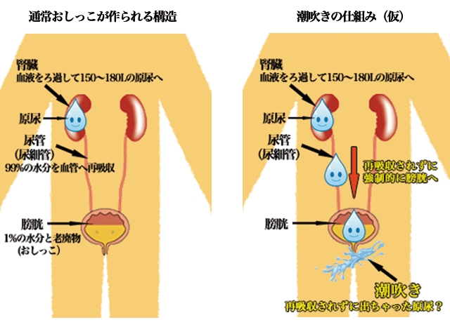 成功率順】男の潮吹きに適したおすすめオナニー方法8選 | STERON