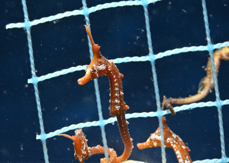 竜の落し子たつのおとしご タツノオトシゴtatsunootoshigo tatsunootoshigo 은 무슨