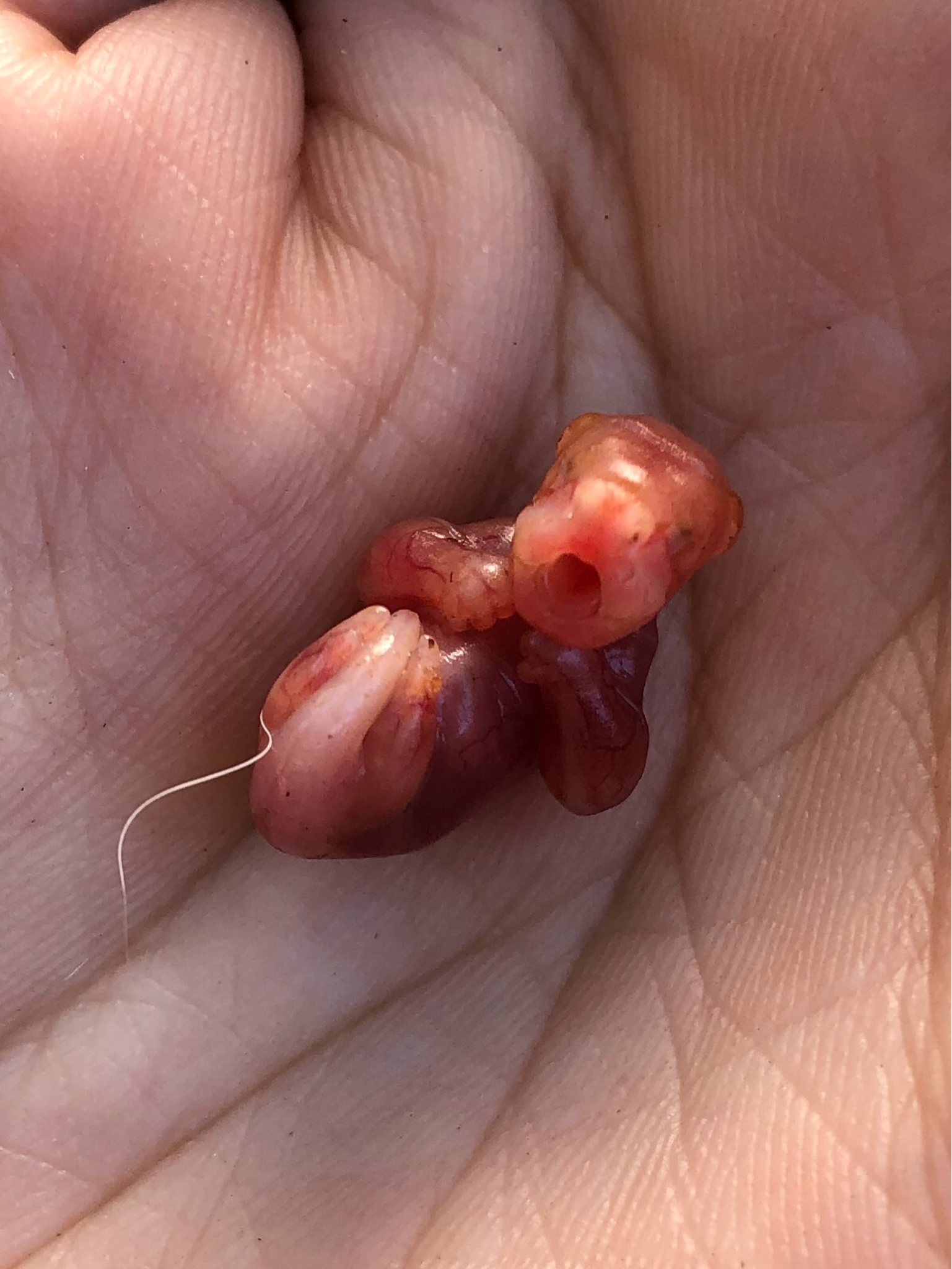 オーストラリアで出会える動物たち ～ カンガルー編