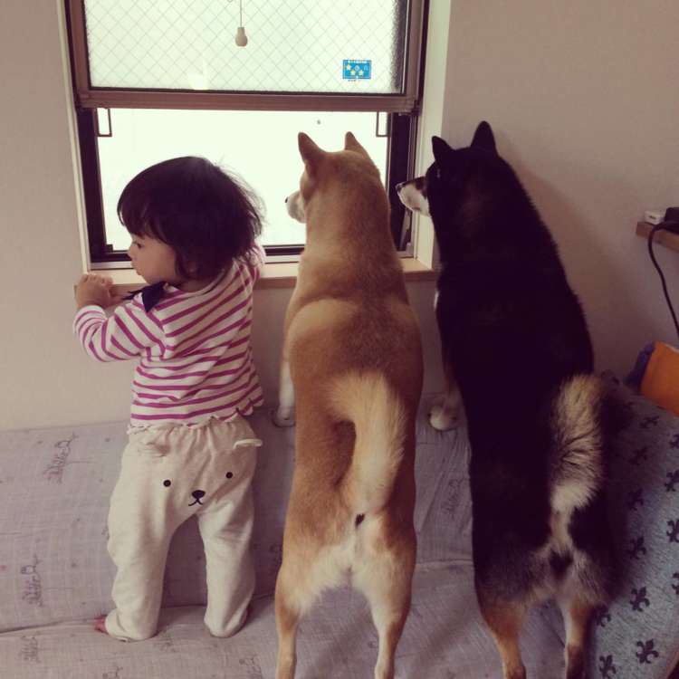 Amazon.co.jp: 柴犬マリのしばしばい~1人と1匹のコント集~DVD: 柴犬マリ: DVD