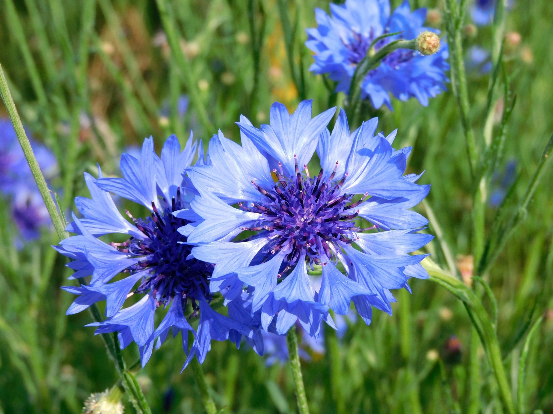 4月5日の誕生花は勿忘草 ワスレナグサ