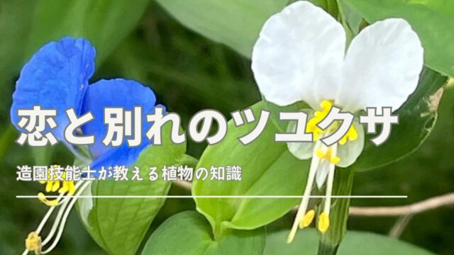 名前に使いたくない漢字「戀・恋」の意味幸せを呼ぶ姓名と九星気学