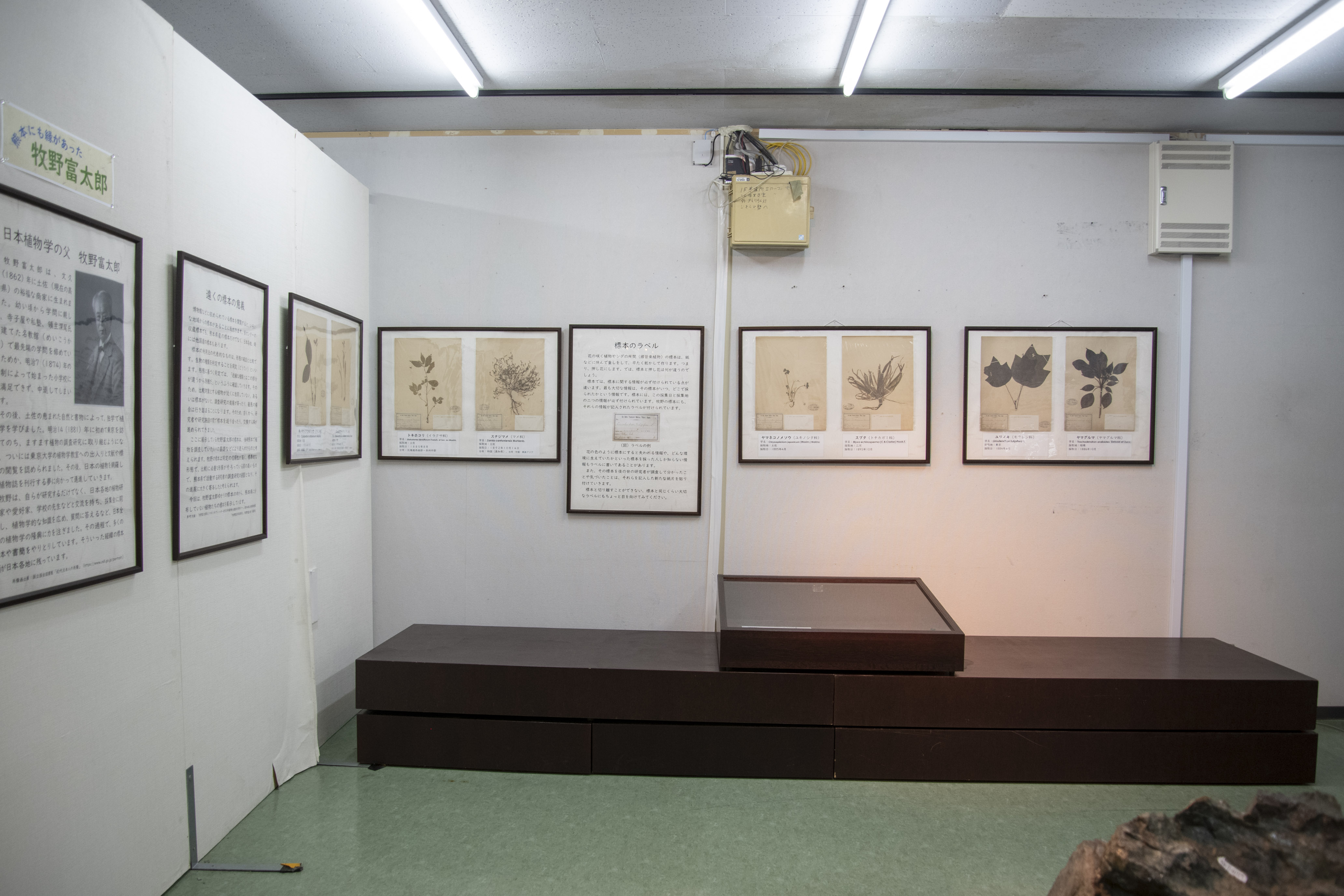 らんまん」とリンクする絵本と本、新聞記事絵本の森と子どもの空