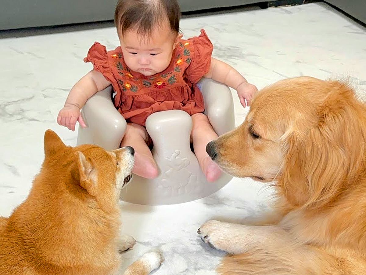 犬の出産基本知識から準備や流れ、死亡リスクなどの注意点を解説 獣医師監修ペトコト PETOKOTO