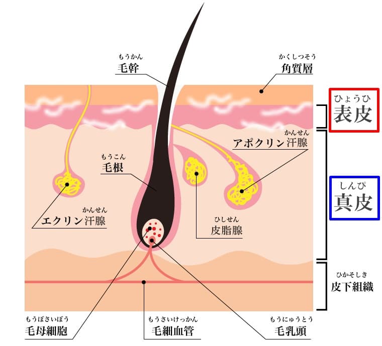 首ヒゲをキレイに剃るコツとは？剃り残しが無し！正しいの処理方法を解説 | メンズ脱毛百科事典