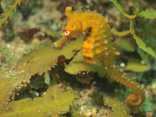 アウトレット手拭 竜の落とし子 ピンク 龍-商品詳細：浅草中屋「祭り用品」専門店 オンラインショップ