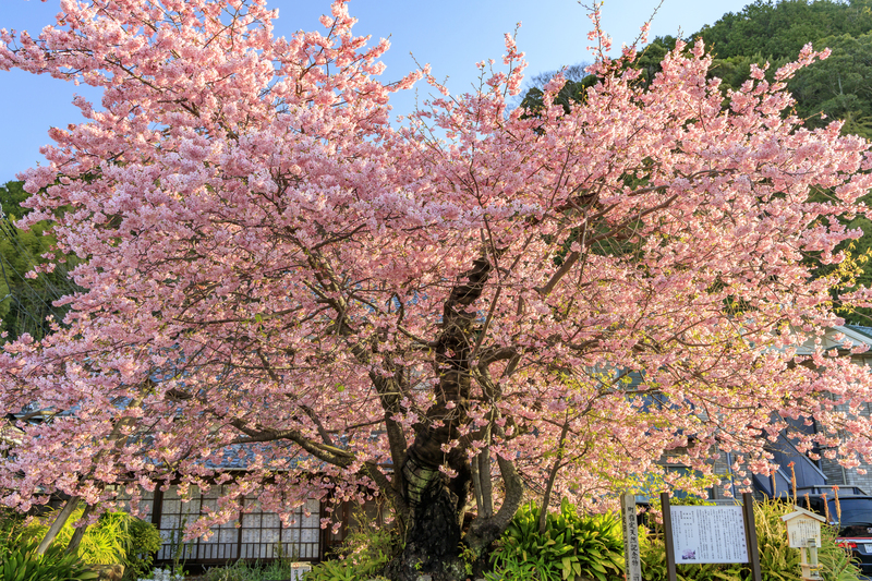 津久見市四浦の河津桜を見に行こう！ 四浦の展望所～保戸島の見える海岸まで一本クヌギ・スピードウェイ