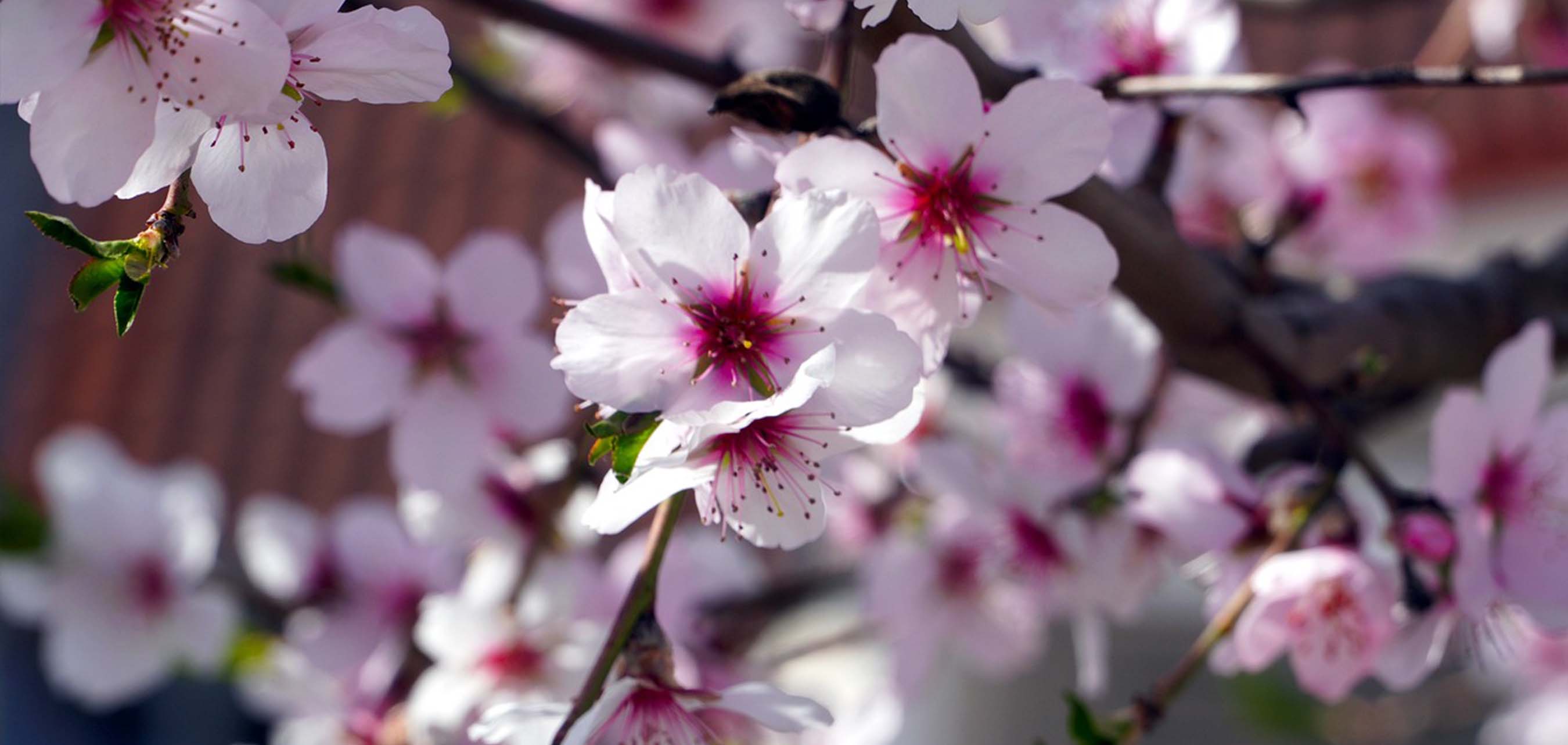 4月の誕生花と花言葉カレンダー♪ゆうちゃんのブログ
