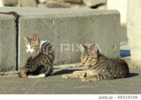 きょうだい猫はずっと仲良し?猫も飼い主もうれしい2匹で迎えるメリットとは