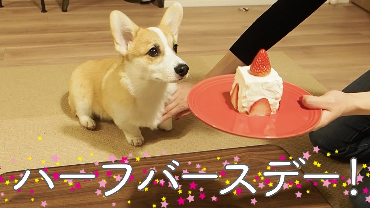 韓国で話題沸騰中！ 可愛いわんちゃん ハーフケーキをお届け♪ UNIQUE SPOONCake.jp