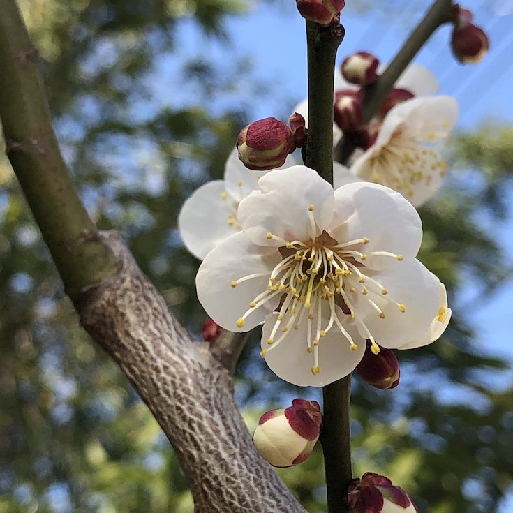 梅の花の種類で代表的な8選！基本情報・実梅と花梅の違いも紹介