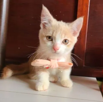 新潟県でマンチカン 短足 の子猫を探す子猫ブリーダーナビ