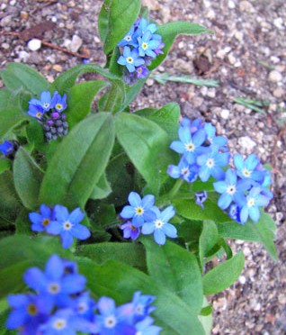 4月12日の誕生花は？ケマンソウの花言葉・由来を紹介お花のギフト通販 ブルーミーストア