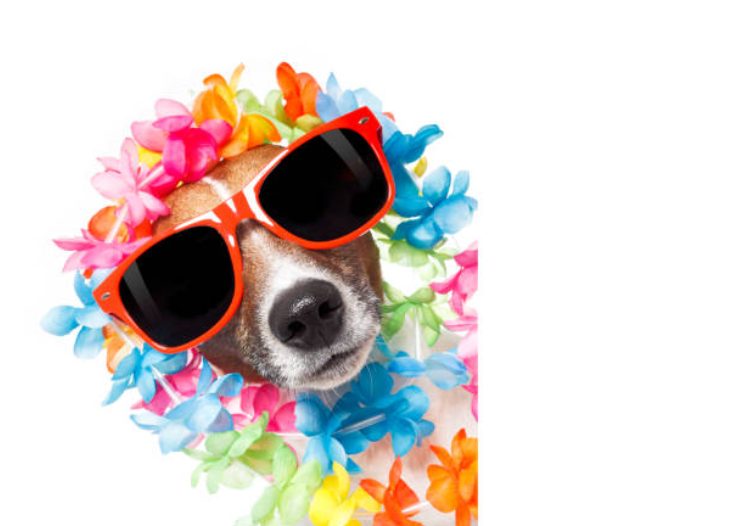 ペットの名前何にしよう・と悩んでいませんか?オススメな犬の名前集ペットと人と人をむすぶメディア「petRibbon - ペットリボン -」