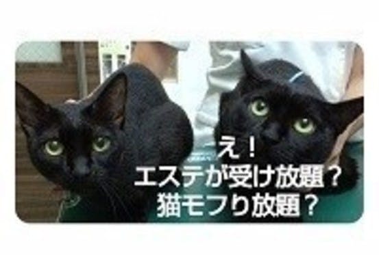 おうち猫エステ・ビフォーアフター『長毛種ブラッシング』（ねこのきもちNEWS）